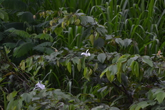 Bauhinia tarapotensis
