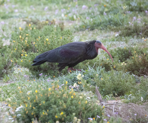 Northern Bald Ibis (Geronticus eremita), photo 4