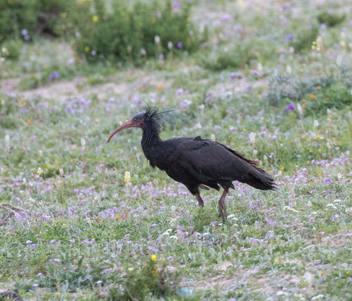 Northern Bald Ibis (Geronticus eremita), photo 5