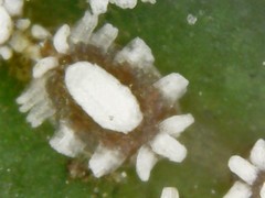 Ceroplastes destructor