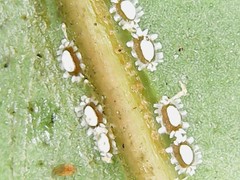 Ceroplastes destructor