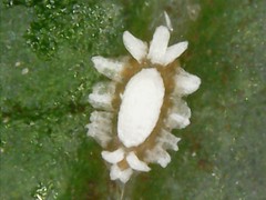 Ceroplastes destructor