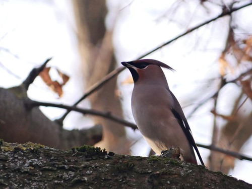 Ampelis europeo (Bombycilla garrulus)