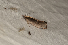 Archaereta dorsivittella