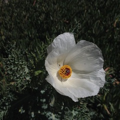 Argemone platyceras