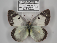 Colias electo pseudohecate