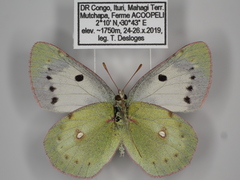 Colias electo pseudohecate