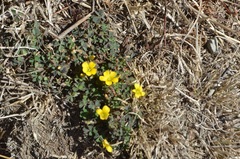 Oxalis exilis