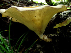 Lentinus sajor-caju