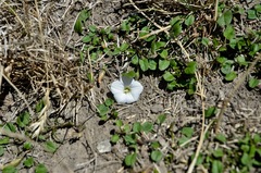 Convolvulus waitaha