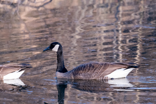Canada Goose