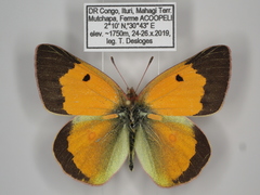 Colias electo pseudohecate
