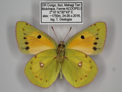 Colias electo pseudohecate