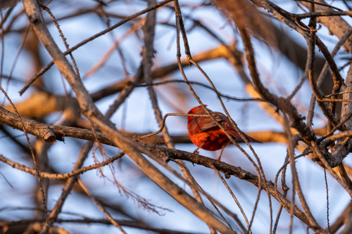 Northern Cardinal