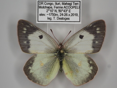 Colias electo pseudohecate