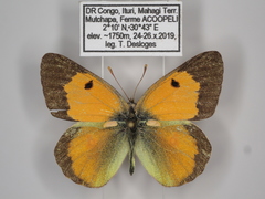 Colias electo pseudohecate
