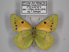 Colias electo pseudohecate