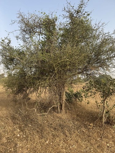 simple-thorned greenthorn