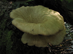 Lentinus sajor-caju
