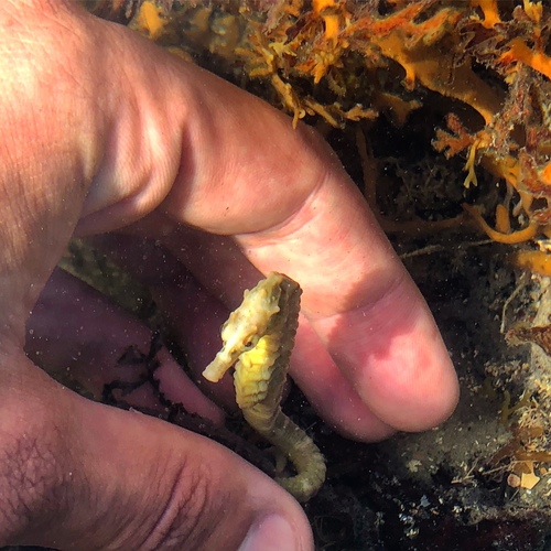 Seahorse