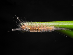 Dasychira chekiangensis