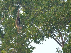 Hylobates pileatus