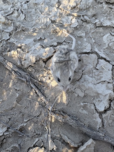 Microdipodops megacephalus, 2025-07-17