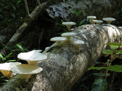Lentinus sajor-caju