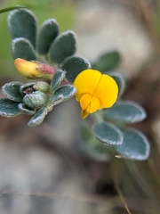 Acmispon wrangelianus