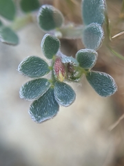 Acmispon wrangelianus