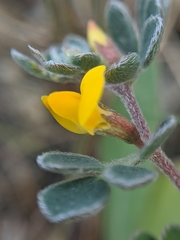Acmispon wrangelianus