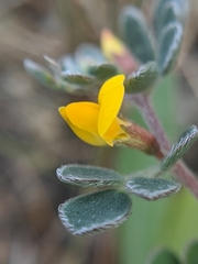 Acmispon wrangelianus