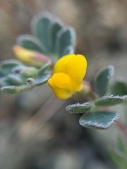 Acmispon wrangelianus