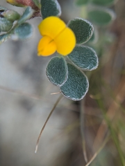 Acmispon wrangelianus