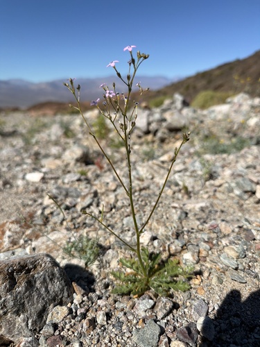Rock gilia (Gilia scopulorum)