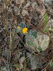 Acmispon wrangelianus