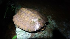 Notochelys platynota