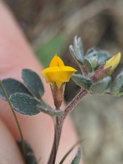 Acmispon wrangelianus