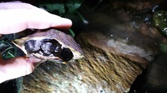 Notochelys platynota