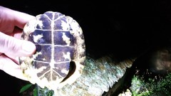 Notochelys platynota