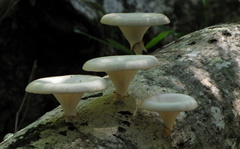 Lentinus sajor-caju