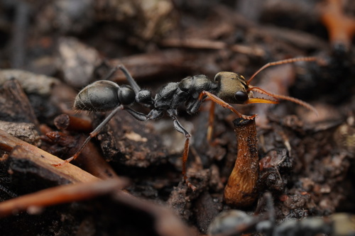 班氏牛蚁Myrmecia banksi