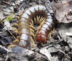Cormocephalus brachycerus