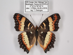 Precis ceryne ceryne