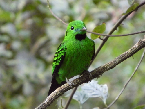 Whitehead's Broadbill (Calyptomena whiteheadi)