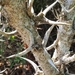 Acacia dolichocephala