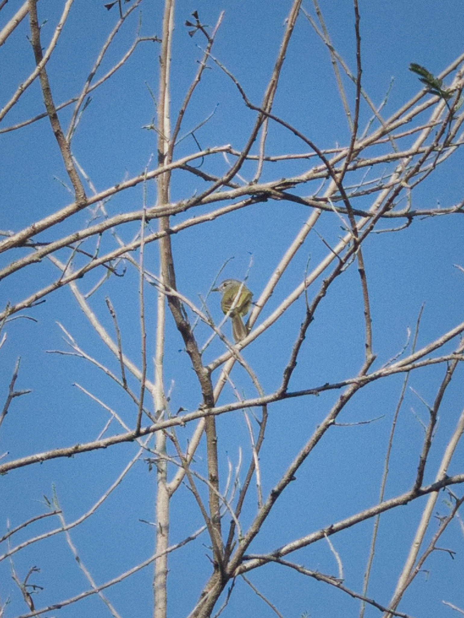 Greenish Elaenia (Myiopagis viridicata), photo 3