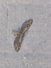 Eupithecia subapicata