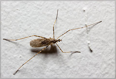 Amphineurus hudsoni