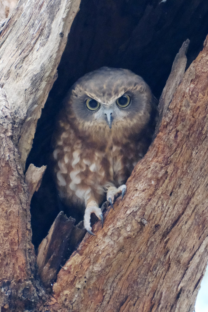 Australian Boobook from Toohey Forest Park, Toohey Road, Nathan QLD ...